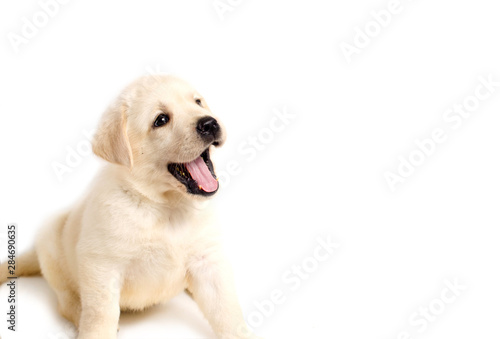 Cute labrador puppy isolated on white background © manitu_gluk