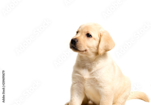 Cute labrador puppy isolated on white background