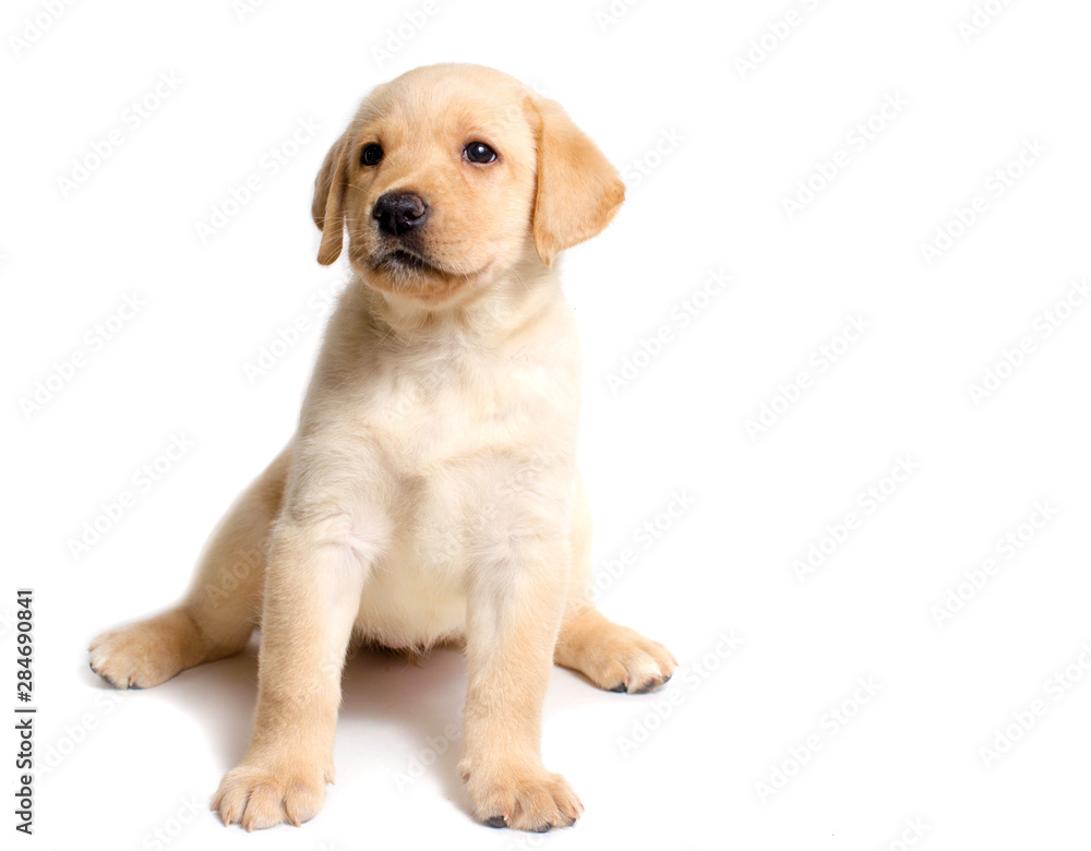 Cute labrador puppy isolated on white background Cute labrador puppy isolated on white background