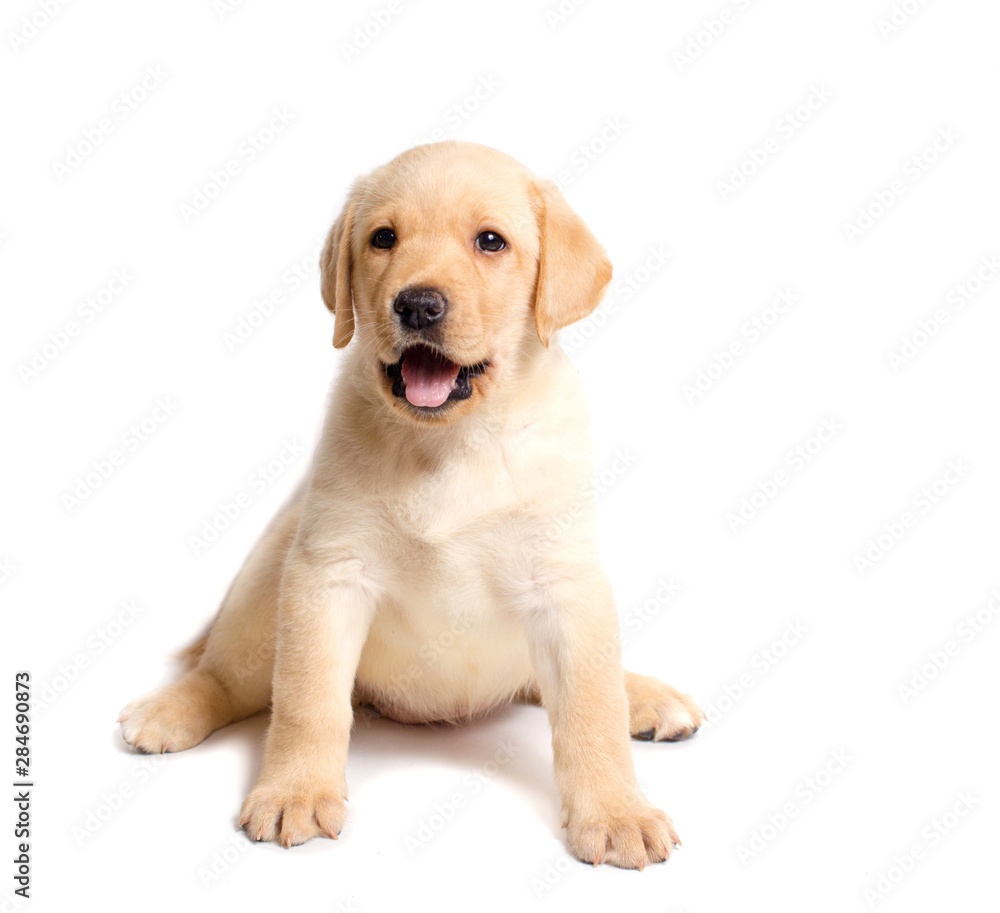 Cute labrador puppy isolated on white background Cute labrador puppy isolated on white background