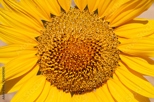 girasol