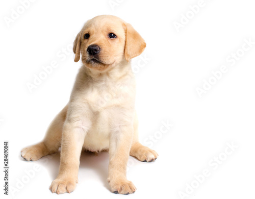 Cute labrador puppy isolated on white background
