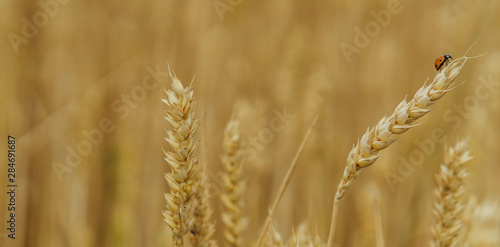 Spikelets of wheat. Close-up wheat photo