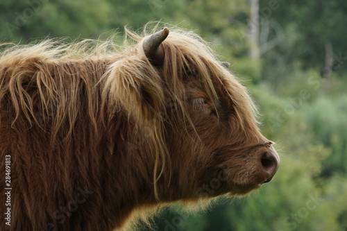 Highland cow - portrait