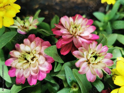 pink flowers in the garden