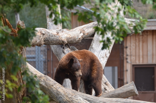 Ours brun (Ursus arctos) photo