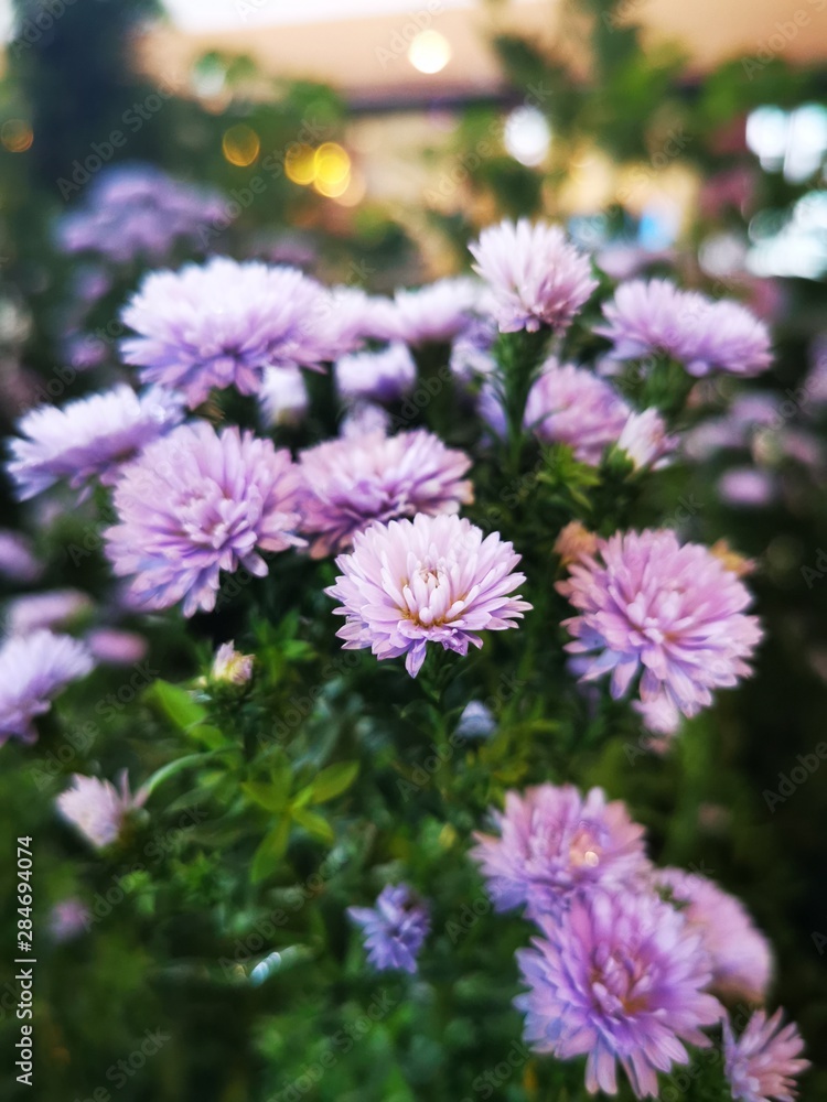 flowers in the garden flowers in the garden