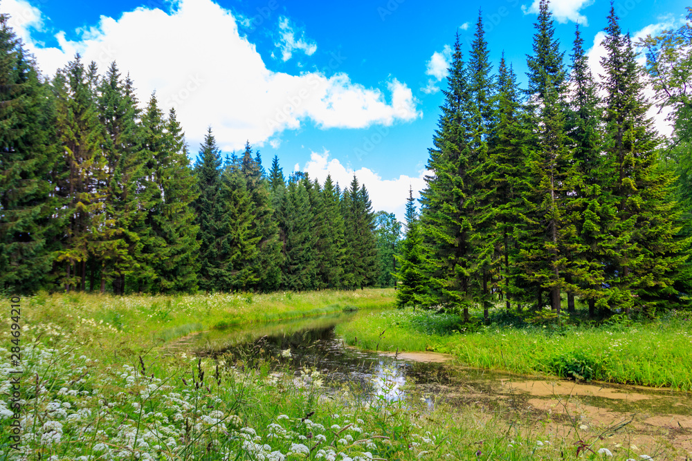 View of a small river in coniferous forest at summer