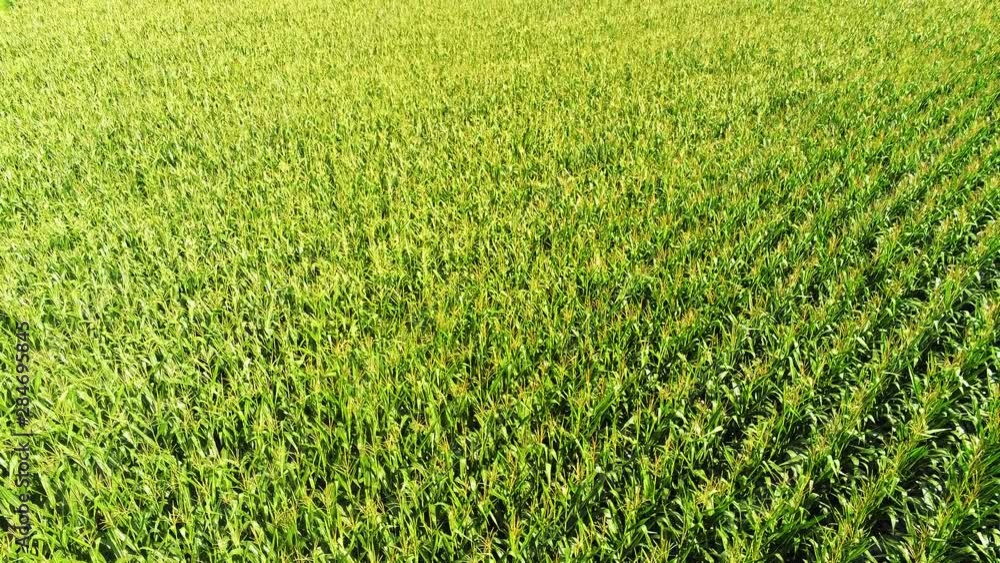 Corn growing the field Corn growing the field