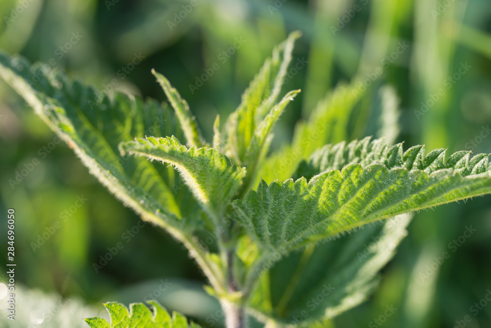 nettle leaves macro nettle leaves macro