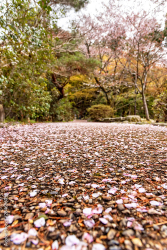 Pink Cherry Blossom Petals On The Ground
