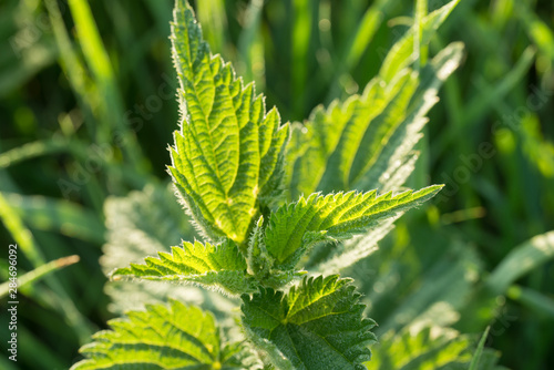 nettle leaves macro