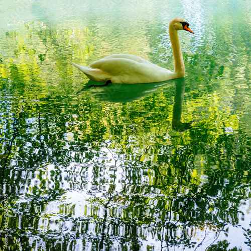 Elegant swan on the reflective surface of calm river lake in French Robertsau forest 0 large copys space photo