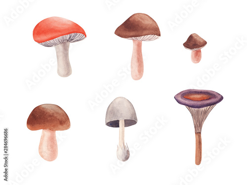 Hand drawn Watercolor mushrooms set isolated on white background.
