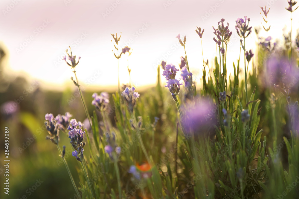 Beautiful lavender flowers in field on sunny day Beautiful lavender flowers in field on sunny day