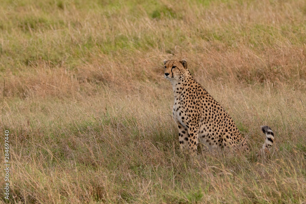 alert cheetah sitting up in the Masai Mara grasslands alert cheetah sitting up in the Masai Mara grasslands