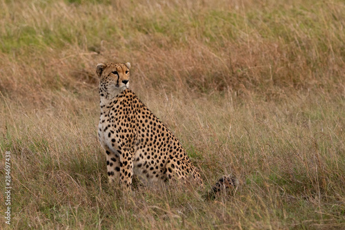 cheetah sitting up in the Masai Mara Savannah