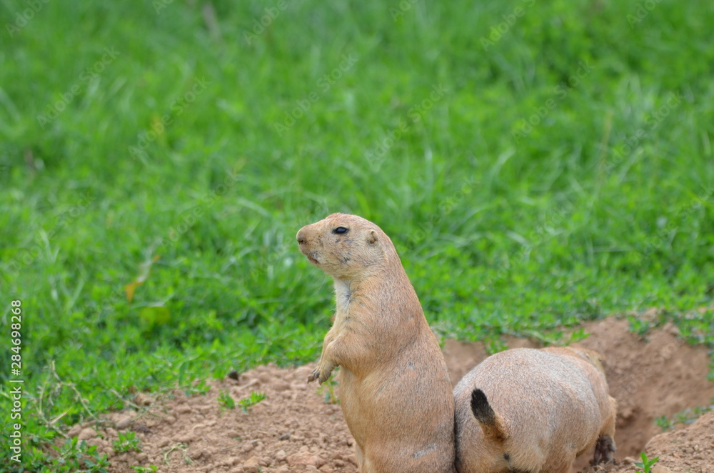 Fototapeta premium Chiens de prairie (Cynomys)