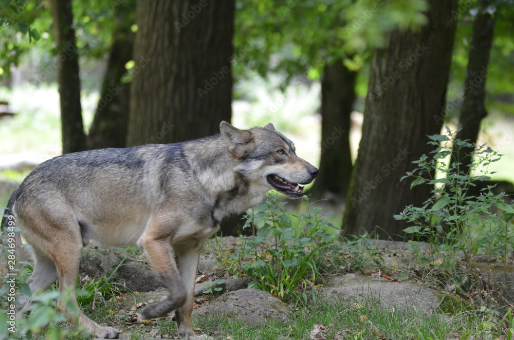 Loup gris (Canis lupus) Loup gris (Canis lupus)