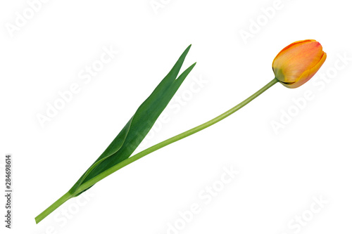 One red tulip isolated on white background. Top view. Close-up.