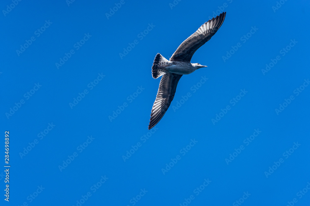 Obraz premium Big Seagull on Blue Sky in Istanbul Bosphorus