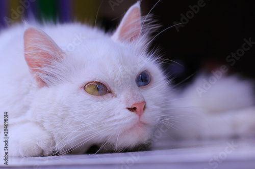 White funny anggora cats photo