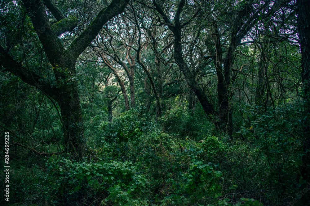 Naklejka premium Green canopy of trees in forest
