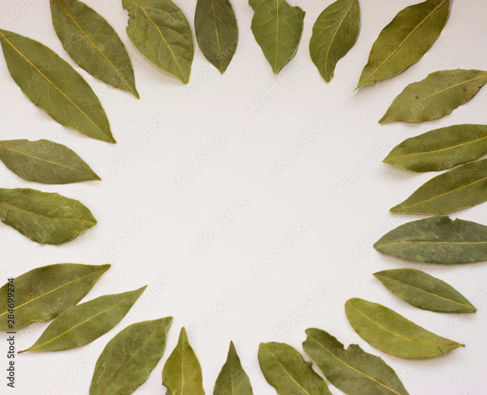 green bay leaf on a white background circle