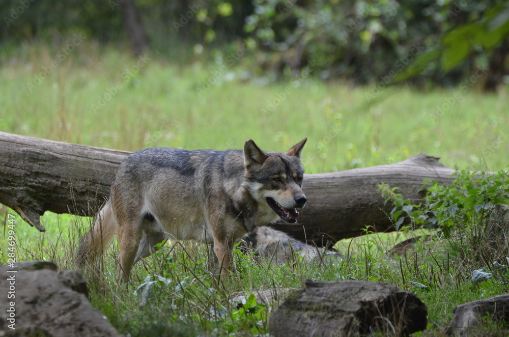 Loup gris (Canis lupus) Loup gris (Canis lupus)