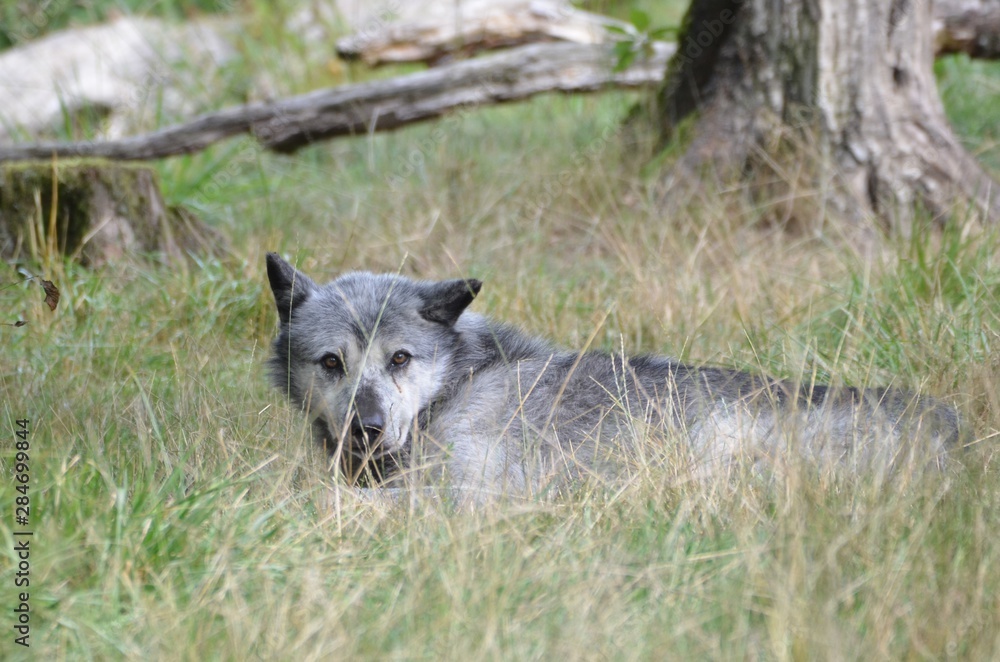 Fototapeta premium Loup noir Timberwolf