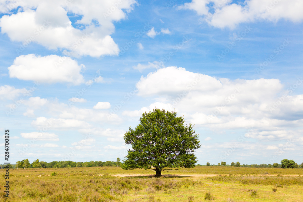 Single tree in the field, Hoge Veluwe, Netherlands Single tree in the field, Hoge Veluwe, Netherlands