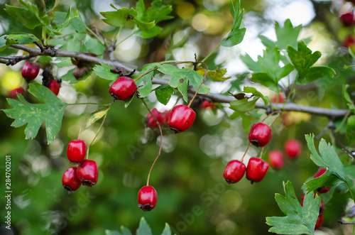 Sprig with green leaves and bright red berries of hawthorn (Crataegus), selective focus, blurry background