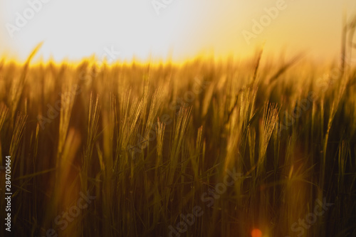 A beautiful backdrop of ripening ears of Golden fields. Nature background and blurred bokeh. Agriculture sunset scene over a meadow with agriculture.