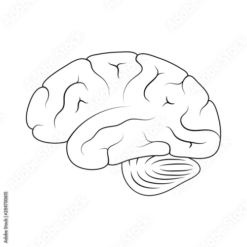 Vector illustration of human brain anatomy 