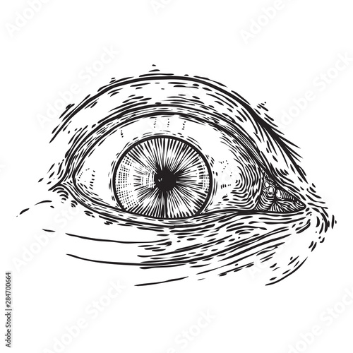 All seeing eye symbol element variation. Alchemy, religion, spirituality and occultism tattoo ink art. Vision of providence and conspiracy theory. Hand drawing in flash tattoo style artwork. Vector.