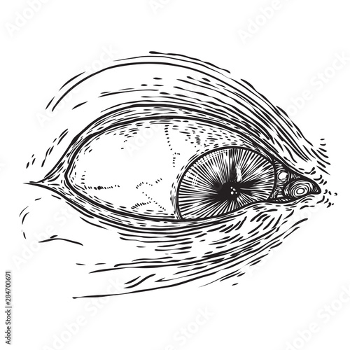 All seeing eye symbol element variation. Alchemy, religion, spirituality and occultism tattoo ink art. Vision of providence and conspiracy theory. Hand drawing in flash tattoo style artwork. Vector.