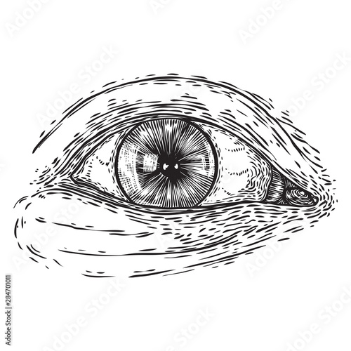 All seeing eye symbol element variation. Alchemy, religion, spirituality and occultism tattoo ink art. Vision of providence and conspiracy theory. Hand drawing in flash tattoo style artwork. Vector.