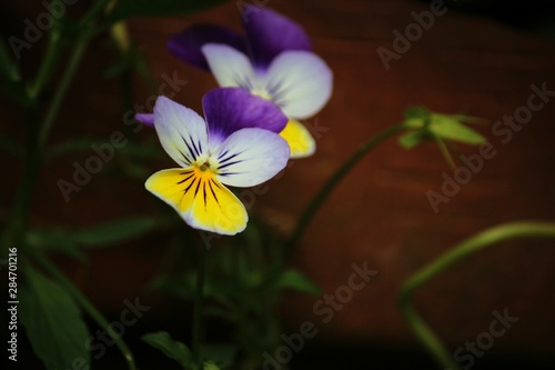 blue flower on a background