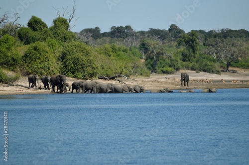 Elefantes cruzando el río Cuando