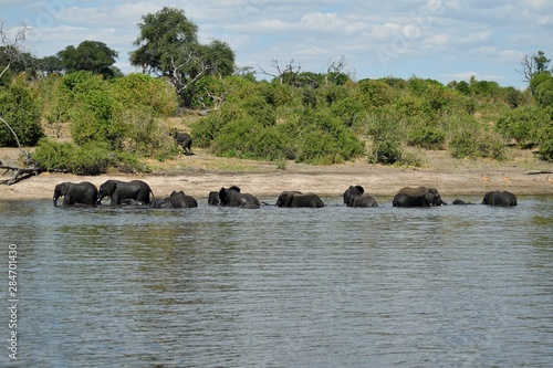 elephants in the water photo