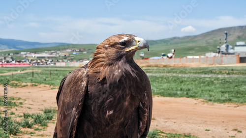 Mongolian Eagle Portrait at Mongolia
