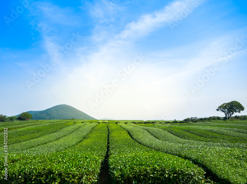 Beautiful view of green tea field with sky at Jeju - South Korea
