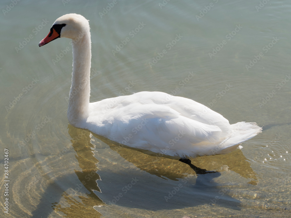 Fototapeta premium Magnifique cygne blanc (Cygnus olor) tuberculé nageant sur le Rhin