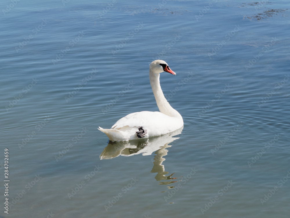 Cygnus olor. Cygne blanc tuberculé nageant sur le Rhin Cygnus olor. Cygne blanc tuberculé nageant sur le Rhin
