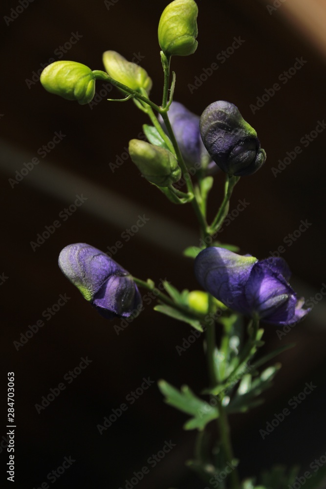 Obraz premium bee on flower