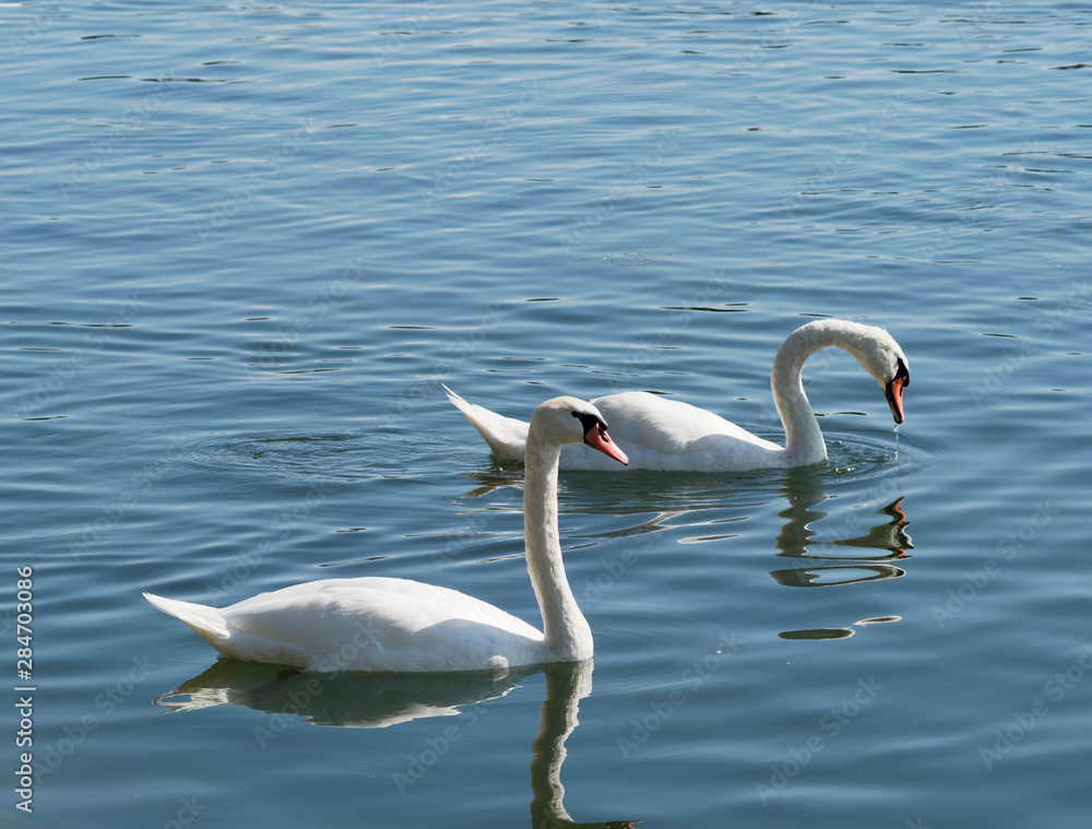 Fototapeta premium Cygnus olor. Cygnes blancs tuberculés nageant sur le Rhin