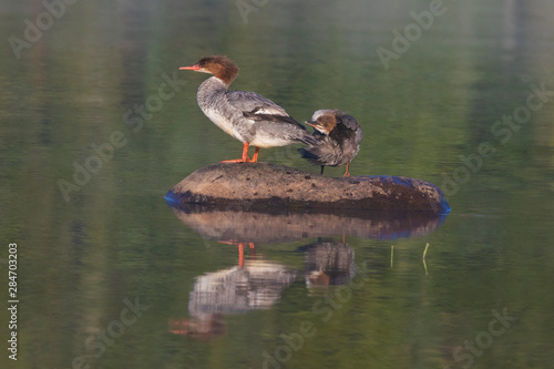 Common merganser (North American) or goosander (Eurasian) (Mergus merganser) mother and baby © Mircea Costina