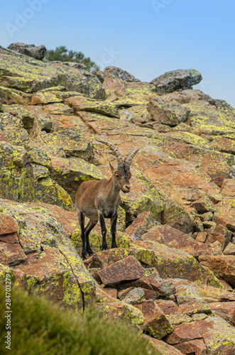 Male mountain goat in Sierra de Gredos mountain range  Avila  Spain