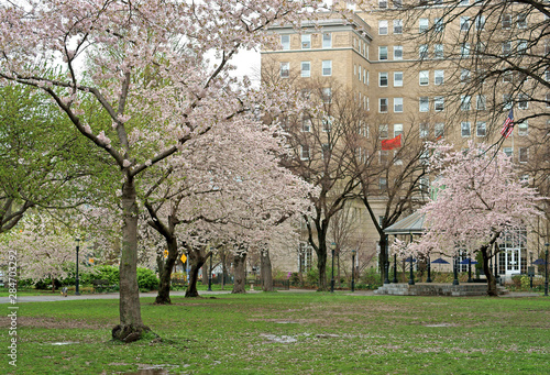 Sakura Park owes its name to more than 2,000 cherry trees delivered to parks in New York City from Japan in 1912 photo