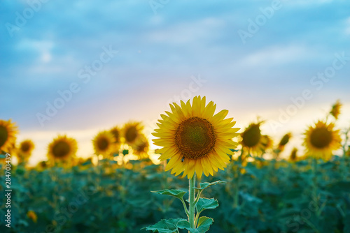sunset in the field with sunflowers
